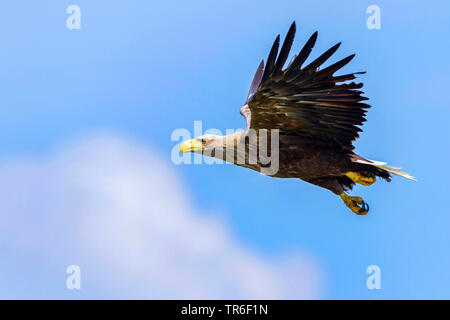 Seeadler Seeadler (Haliaeetus albicilla), erwachsenen Vogel im Flug, Seitenansicht, Deutschland, Mecklenburg-Vorpommern, Malchiner Siehe Stockfoto