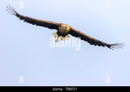 Seeadler Seeadler (Haliaeetus albicilla), erwachsenen Vogel im Flug, Vorderansicht, Deutschland, Mecklenburg-Vorpommern, Malchiner Siehe Stockfoto