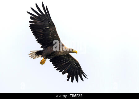 Seeadler Seeadler (Haliaeetus albicilla), erwachsenen Vogel im Flug, Seitenansicht, Deutschland, Mecklenburg-Vorpommern, Malchiner Siehe Stockfoto