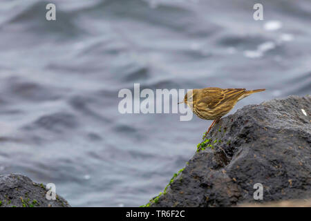 Rock pitpit (Anthus petrosus), auf einem Felsen an der Küste der Ostsee Meer, Seitenansicht, Deutschland, Mecklenburg-Vorpommern Stockfoto