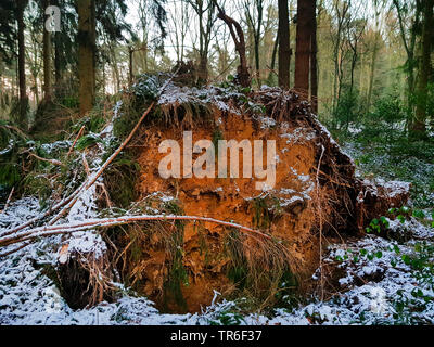 Die Fichte (Picea abies), gefallen Trunk nach einem Sturm im Winter, Deutschland, Nordrhein-Westfalen Stockfoto