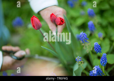 Gemeinsamen garten Tulpe (Tulipa gesneriana), roten Tulpen und Traubenhyazinthen im Garten, Deutschland Stockfoto