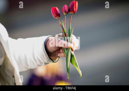 Gemeinsamen garten Tulpe (Tulipa gesneriana), drei rote Tulpen in einer Hand, Deutschland Stockfoto