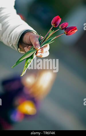 Gemeinsamen garten Tulpe (Tulipa gesneriana), drei rote Tulpen in einer Hand, Deutschland Stockfoto