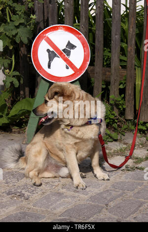 Haushund (Canis lupus f. familiaris), Leine Hund sitzt vor einem Hund Verbotsschild Stockfoto