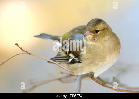 Buchfink (Fringilla coelebs), Weibliche sitzt auf einem Ast, Deutschland Stockfoto
