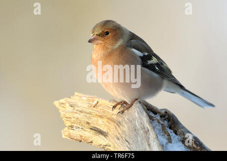 Buchfink (Fringilla coelebs), männlich Sitzen auf einem Zweig im Winter, Deutschland Stockfoto