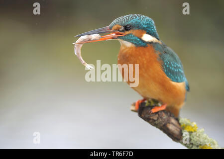 Fluss Eisvogel (Alcedo atthis), sitzend auf einem lichened Zweig Hexe einem gehaltenen Fische in der Rechnung, Deutschland Stockfoto
