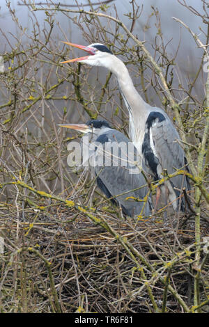 Graureiher (Ardea cinerea), zwei erwachsene Vögel im Nest, Deutschland Stockfoto