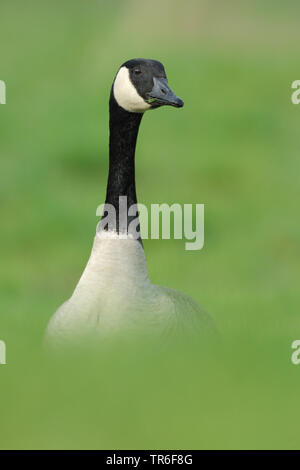 Kanadagans (Branta canadensis), auf einer Wiese, Porträt, Deutschland Stockfoto