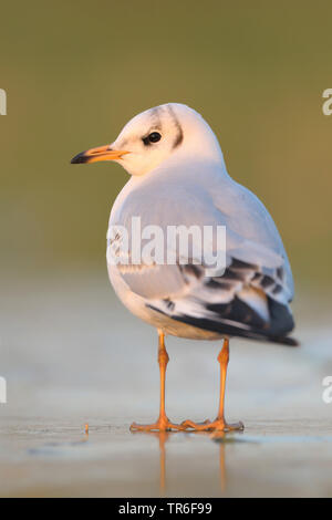 Lachmöwe (Larus ridibundus, Chroicocephalus ridibundus), juvenile Lachmöwe auf Eis, Deutschland Stockfoto