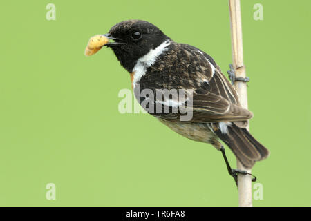 Gemeinsame Schwarzkehlchen (Saxicola rubicola rubicola, Saxicola torquata), männlich Sitzen mit Futter in der Rechnung an der Stammzellen, Deutschland Stockfoto