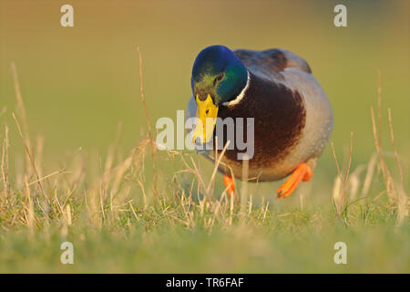 Stockente (Anas platyrhynchos), Drake zu Fuß in einer Wiese, Deutschland Stockfoto