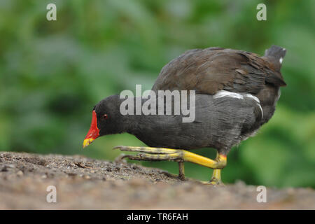 Sumpfhuhn (Gallinula chloropus), nahrungssuche am Boden, Deutschland Stockfoto