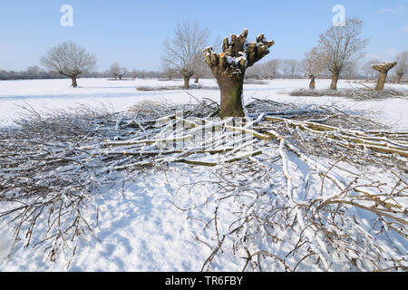 Weiße Weide (Salix alba), pollard Willow im Winter, Deutschland, Nordrhein-Westfalen, Niederrhein Stockfoto