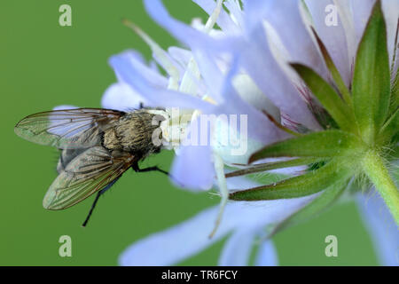 Goldrute crab Spider (Misumena vatia) sitzt auf einem bluebutton mit einem Preyed eine Fliege, Deutschland Stockfoto
