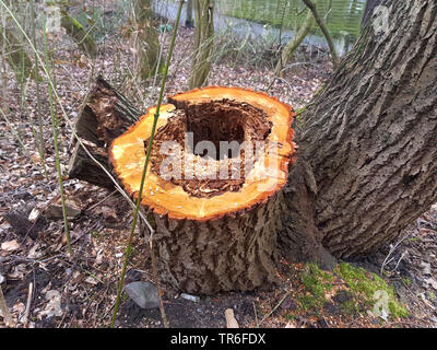 Aspen, Pappel (Populus spec.), Herz rot eines Willow trunk, Deutschland Stockfoto