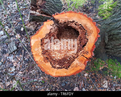 Aspen, Pappel (Populus spec.), Herz rot eines Willow trunk, Deutschland Stockfoto