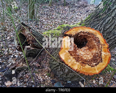 Aspen, Pappel (Populus spec.), Herz rot eines Willow trunk, Deutschland Stockfoto