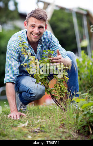 Junge Mann in einem johannisbeere Busch im Garten suchen, Deutschland Stockfoto