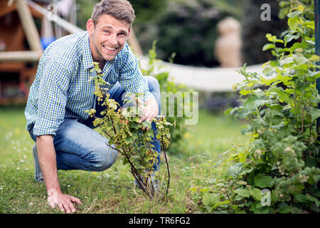 Junge Mann in einem johannisbeere Busch im Garten suchen, Deutschland Stockfoto