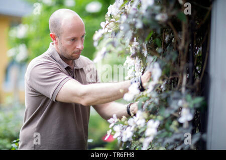 Clematis, Jungfrauen - bower (Clematis spec.), Der Mensch Pflege für blühende Clematis, Deutschland Stockfoto