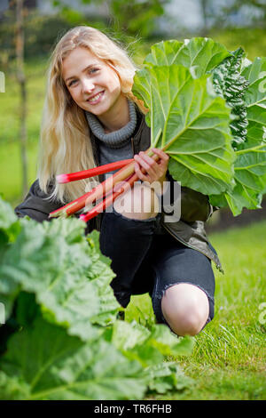 Rhabarber (Rheum rhabarbarum), junge blonde Frau, die Ernte frisch Rhabarber, Deutschland Stockfoto