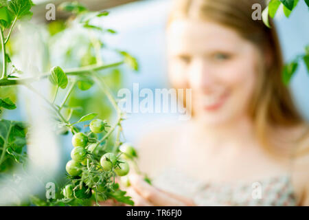 Garten Tomaten (Solanum Lycopersicum, Lycopersicon esculentum), junge Frau Suche auf unreifen Tomaten eine Tomatenpflanze, Deutschland Stockfoto