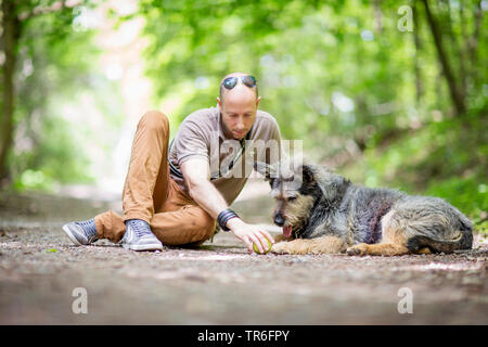 Berger de Picardie, Berger Picard (Canis lupus f. familiaris), Mensch und Hund sitzt auf einem Waldweg, Deutschland Stockfoto