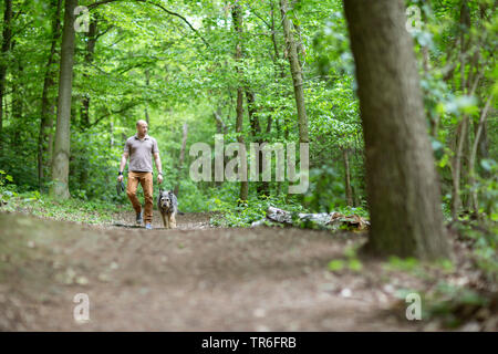 Berger de Picardie, Berger Picard (Canis lupus f. familiaris), Mensch und Hund wandern im Wald, Deutschland Stockfoto