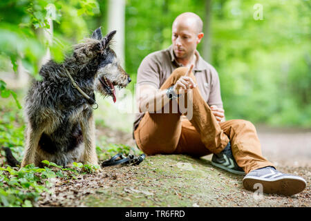 Berger de Picardie, Berger Picard (Canis lupus f. familiaris), Mensch und Hund sitzt auf einem Waldweg, Deutschland Stockfoto