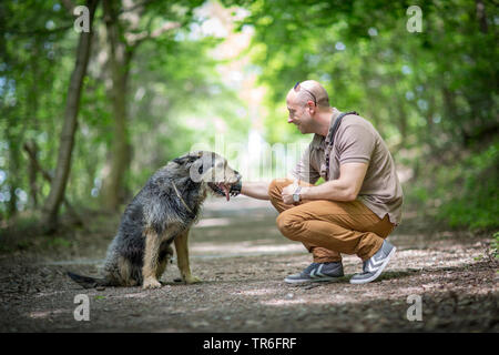 Berger de Picardie, Berger Picard (Canis lupus f. familiaris), man kauert seinen Hund auf einem Waldweg, Deutschland Stockfoto