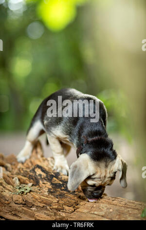 Puggle (Canis lupus f. familiaris), junge männliche Puggle stehend auf einem morschen Baumstamm, Deutschland Stockfoto