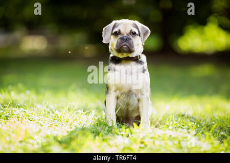 Puggle (Canis lupus f. familiaris), junge männliche Puggle sitzt auf einer Wiese, Deutschland Stockfoto
