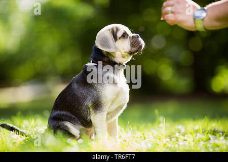 Haushund (Canis lupus f. familiaris), junge männliche Puggle sitzt auf einer Wiese, Deutschland Stockfoto