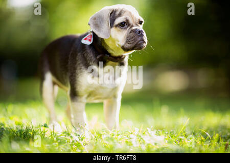 Haushund (Canis lupus f. familiaris), junge männliche Puggle stehen auf einer Wiese, Deutschland Stockfoto