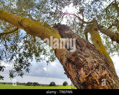 Einen Olivenbaum Pfropfen Stockfotografie - Alamy
