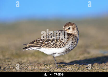 Strandläufer (Calidris alpina), Schlafen am Strand, Spanien, Andalusien Stockfoto