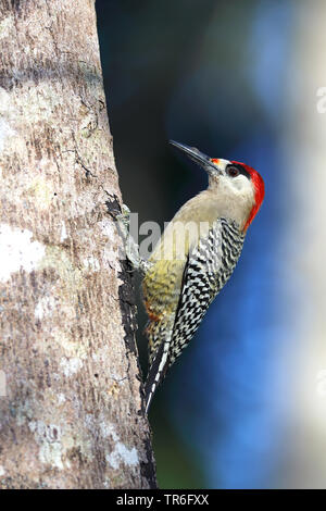 Super Red-bellied Woodpecker (Melanerpes superciliaris), männlich Sitzen ein Baum, Kuba, Najasa Stockfoto