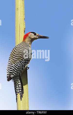 Super Red-bellied Woodpecker (Melanerpes superciliaris), männlich Sitzen ein Baum, Kuba, Najasa Stockfoto