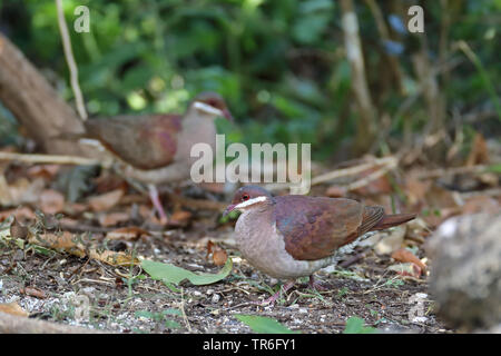 Key West quail dove (Geotrygon chrysia), auf dem Boden sitzend, Kuba, Cayo Coco Stockfoto