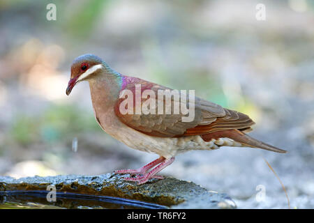 Key West quail dove (Geotrygon chrysia), an ein trinken Trog, Kuba, Cayo Coco Stockfoto