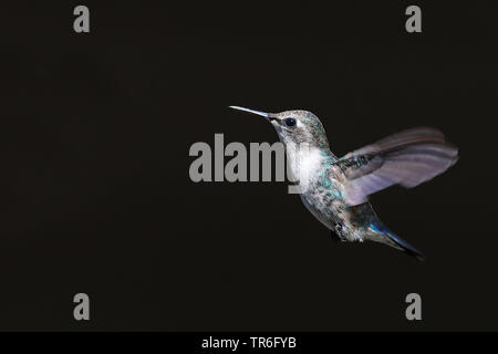 Biene Kolibri (Mellisuga helenae, Calypte helenae), Weibliche schweben, Kuba, Zapata Nationalpark Stockfoto