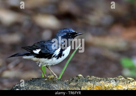 Black-throated blau Warbler (Dendroica Caerulescens), Male auf den Boden, Kuba, Cayo Coco Stockfoto