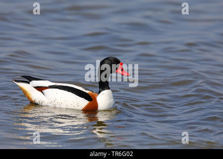 Brandente (Tadorna tadorna), Schwimmen männliche, Niederlande, Friesland Stockfoto