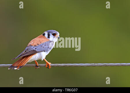 Amerikanische Turmfalke (Falco sparverius), Männer sitzen auf einer Linie, Kuba Stockfoto