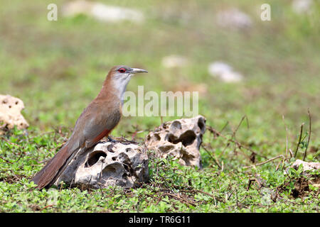 Große echse Kuckuck (Saurothera merlini), sitzt auf einem Stein auf den Boden, Kuba, Zapata Nationalpark Stockfoto