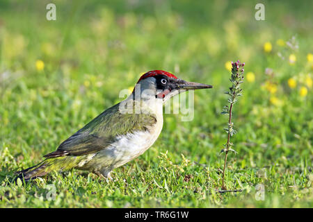 Grünspecht (Picus viridis), male in einer Wiese, Griechenland sitzen, See Kerkini Stockfoto