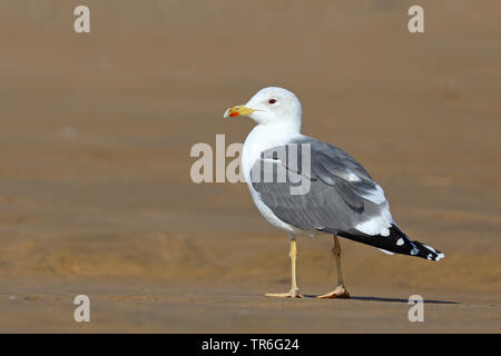 Heringsmöwe (Larus fuscus), stehen am Strand, Marokko, Tamri Stockfoto