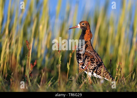 Kampfläufer (Philomachus pugnax), männlich im Grünland, Niederlande, Friesland Stockfoto